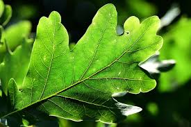 tree leaf venation