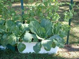 Image result for greens in february