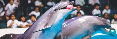 dolphin show at dubai creek trip book