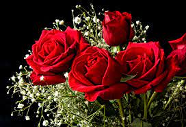 bouquet of red roses photos free