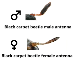 black carpet beetle atenus unicolor