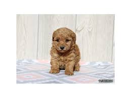 poodle mini dog female red 3443034