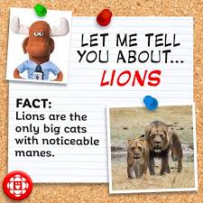 Get going and convey these interesting and easy to remember animal facts to your kids today! 5 Fun Facts About Lions Explore Awesome Activities Fun Facts Cbc Kids