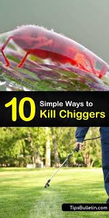 Doing a broadcast application of diatomaceous earth, which is a natural, organic pesticide, can help eliminate chiggers and other garden and lawn pests. 10 Simple Ways To Kill Chiggers