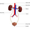The urinary system, also known as the renal system or urinary tract, consists of the kidneys, ureters, bladder, and the urethra. 1