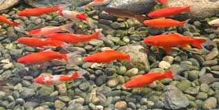 goldfish the best known pond fish