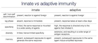 Immunity Flow Chart Innate Vs Adaptive Immunity I