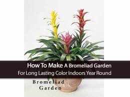 bromeliad garden enjoy long lasting