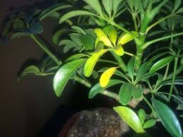 yellow bonsai leaves