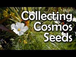 Collecting Cosmos Seeds How When To