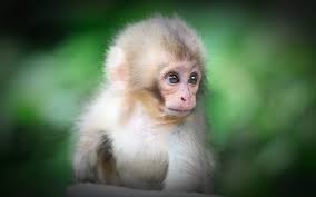 baby monkey so cute hd wallpaper 04899