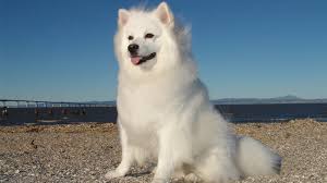 american eskimo dogs dog breed