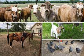 Deep east texas (och) fayetteville, ar (fyv) jonesboro, ar (jbr) joplin, mo (jln) kansas city, mo (ksc) lake of the ozarks (loz) Craigslist Is An Excellent Place To Look If You Re Thinking About Starting Up A Farm In East Texas