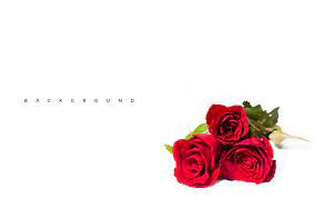 red rose flower on white background