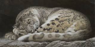 Sleeping Snow Leopard - Picture This Framing & Gallery