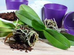 orchid potting mix types of planting