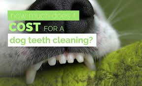 Both to keep your dog happy and healthy and also to save you a potentially large sum of money further down the line. How Much Does Dog Teeth Cleaning Cost Average Pricing Costs