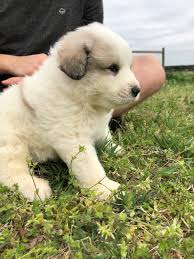 Finalize the adoption process either at a petsmart near you or at your local shelter. Charlotte North Carolina Great Pyrenees Puppies Montgomery Sheep Farm