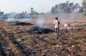 ضبط 358 مخالفة لحرق المخلفات الزراعية بالشرقية | صور - بوابة الأهرام