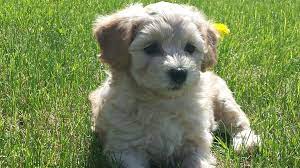 Discover the tiny havanese dog! Available Puppies And Pricing Sweet Spot Havapoos Havapoo Puppies In Wisconsin A Happy Healthy Beautiful Blend Of Havanese And Miniature Poodle