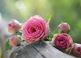 Growing Roses How To Plant And Care