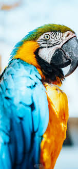 macaw bird beak parrot blue apple