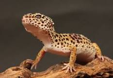 why-does-my-leopard-gecko-stink