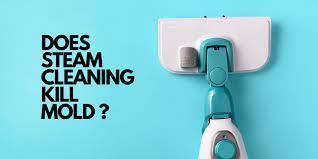 does steam cleaning kill mold expert