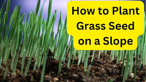 how to plant gr seed on a slope