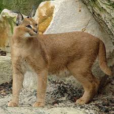 The black tuft of hair on its ears is actually one of the only shared traits with the lynx family. Bloomington Fines Owner Of Caracal Cat 2 000 For Pet Violations News Herald Review Com