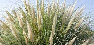 We grow and sell over 50 different types of ornamental grasses, ground covers, and native plants. Ornamental Grasses In Oklahoma Tlc Garden Centers