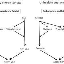 150 grams glycogen is stored in liver and 150 grams is stored in muscles. Excess Energy Intake Is Stored After Meals As Glycogen And Download Scientific Diagram