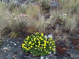 Image result for Helichrysum tillandsiifolium