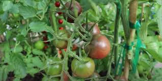 black cherry tomato information learn