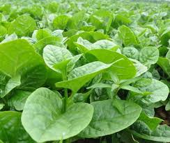 Spinach - Malabar Green - Heirloom Seeds Canada