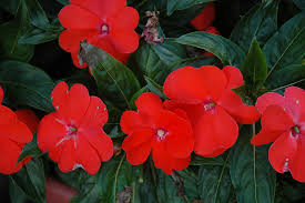 New guinea impatiens are a division derived by crossing several closely related species, including impatiens hawkeri, i. Harmony Orange Blaze New Guinea Impatiens Impatiens Hawkeri Harmony Orange Blaze In Wilmette Chicago Evanston Glenview Skokie Winnetka Illinois Il At Chalet Nursery