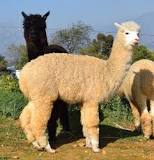 Image result for How Much Does LLAMA Cost In South Africa
