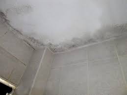 kill black mould how to clean mould