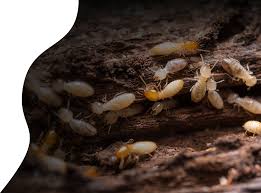 When it comes to pest control, who is financially responsible? Termites In Las Vegas Nv Pest Control