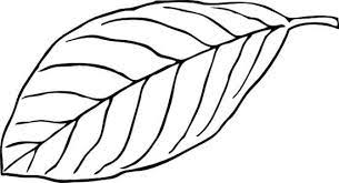 coloring pages leaf clipart black and