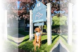 rhody pets dog friendly hotels for a