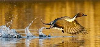 what-is-the-fastest-flying-duck