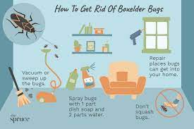 how to keep boxelder bugs out of your home