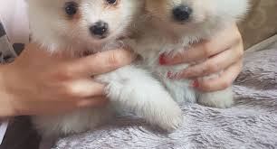 With a kind and lovely personality, pomeranians love to be around people. Adorable Tiny Teacup Pomeranian Puppies Available Free Classifieds My Free Ads Uae