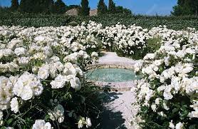 White Rose Garden Stock Image C005