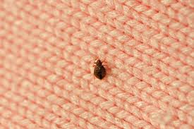 What Do Bed Bugs Seven Ways To