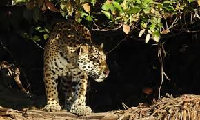 Jaguars gab is for the true diehard jacksonville jaguars fan. Give Endangered Jaguars Legal Rights Argentina Campaigners Ask Court Endangered Species The Guardian
