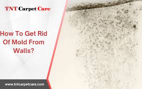 How To Get Rid Of Mold From Walls Tnt