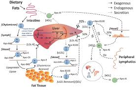 lipid metabolism and enzymes creative