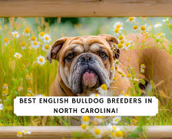 6 best english bulldog breeders in
